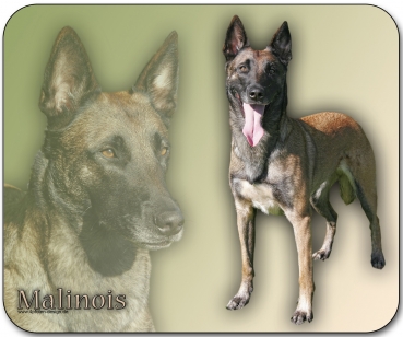 Mousepad Belgischer Schäferhund (Malinois) #2